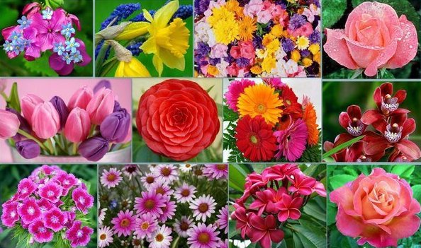 Цветы посадка, розы, пеларгонию ноябре, осенью ирисы, крокусы, астры, лилии, пионы, семенами, клубнями, луковицами, домашние, однолетние, многолетние, вьющиеся, плетистые