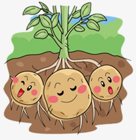 Когда сажать картофель 2019 благоприятные дни посадок