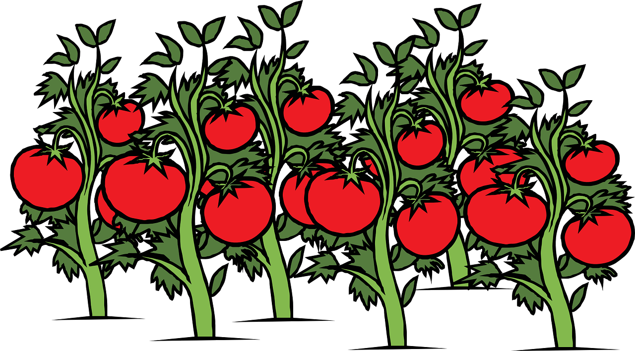 Когда сажать томаты 2019 благоприятные дни помидор