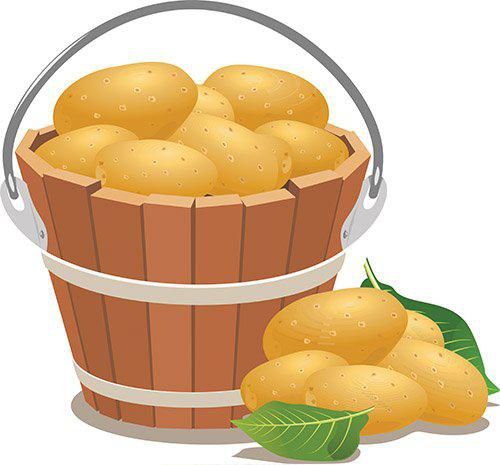 Копать картофель, когда убирать, выкапывать картошку 2019