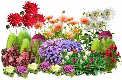 Посадка многолетних цветов в 2023 весной, осенью, март, апрель, май, август, сентябрь, октябрь, семян, рассады