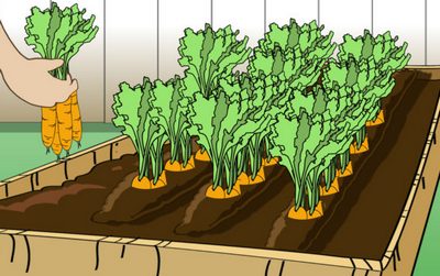 Посадка моркови в 2023, дни сажать семена морковки в грунт, календарь благоприятного посева, уход