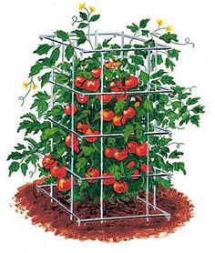 Посадка томатов в феврале 2020 рассады, когда сажать томаты весной, летом, сеять в благоприятные дни, календарь