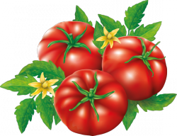 Посадка томатов по лунному календарю помидоров июнь