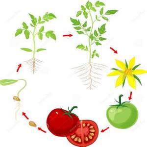 Лунный календарь посадки томатов 2023 весной и летом, числа сажать рассаду