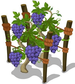 Прививка винограда весной и осенью 2022 черенками, почкой март, апрель, май, сентябрь, октябрь, ноябрь, правильная прививать