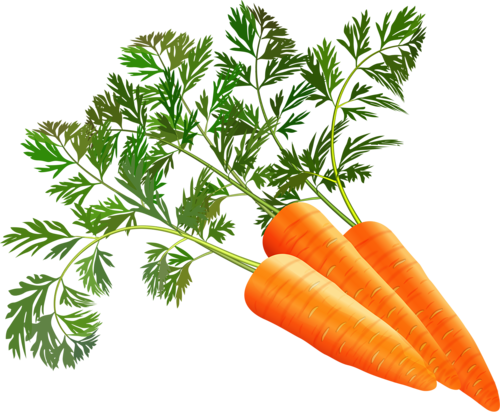 Посев моркови в декабре 2020, когда сеять семена морковки