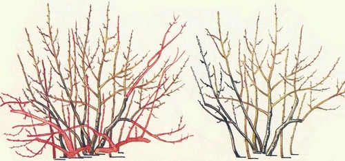 Схема-картинка весенней и осенней обрезки барбариса 1, 2, 3 летней