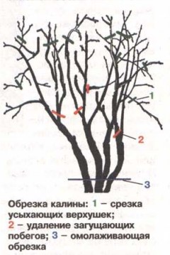 Схема-картинка весенней и осенней обрезки калины 1, 2, 3 летней