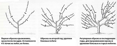 Схема-картинка весенней и осенней обрезки крыжовника 1, 2, 3 летний