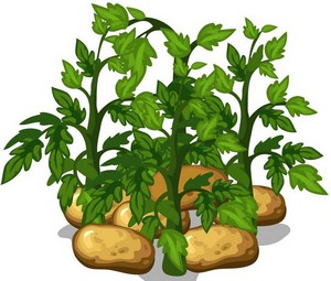 Благоприятные дни посадки картофеля 2024 марте, апреле, мае, июне, июле, когда сажать картошку