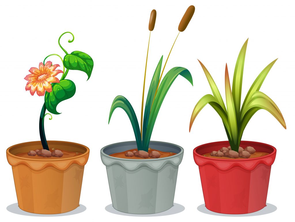 Календарь посадки комнатных растений летом 2020, посева в домашних условиях