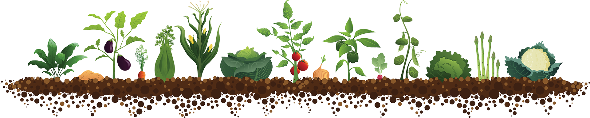 Когда сажать томаты 2020, сеять семена на рассаду, сроки посадок