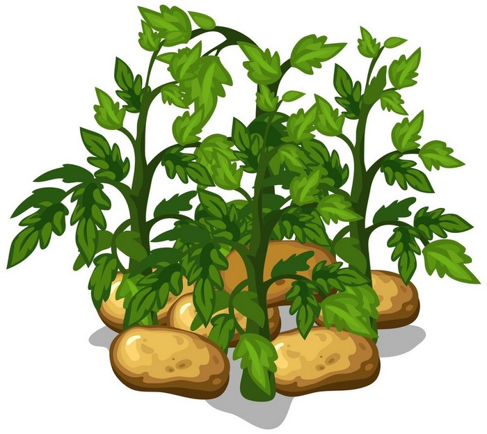 Когда сажать картофель, посадка картошки весной, лунный календарь, благоприятные дни, сроки