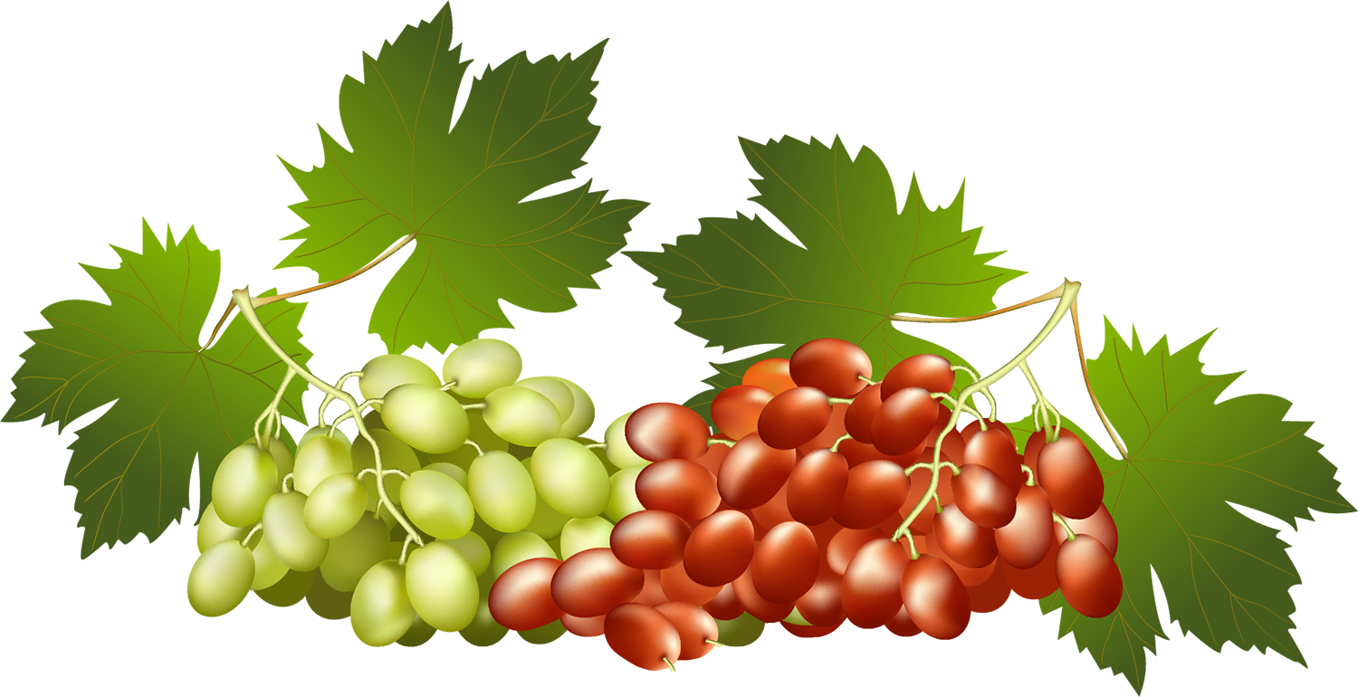 Когда сажать виноград в сентябре 2019