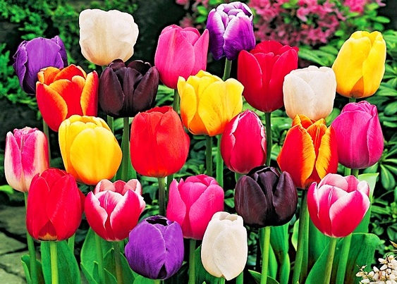 Лунный календарь сажать тюльпаны в апреле 2019, посадки в открытый грунт, благоприятные дни высаживать
