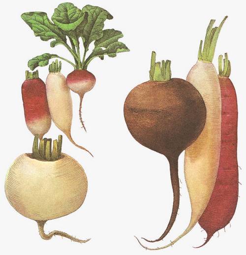 Морковь, свекла, дайкон посадка феврале, марте, апреле, мае, июне, июле, календарь сеять семена, сажать в Саранска 2021 года