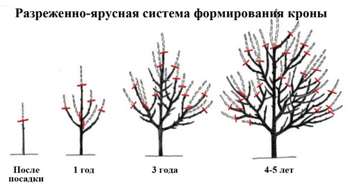 Схема правильной обрезки веток сливы - 1, 2, 3, 4, 5 летней