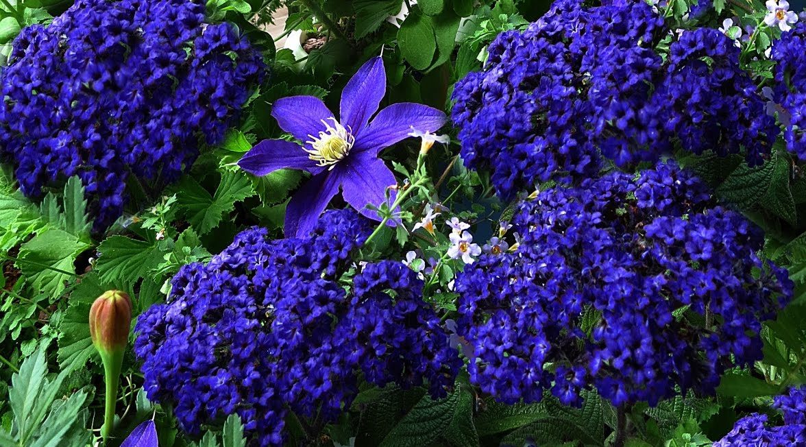 Синенькие цветочки название для клумбы фото