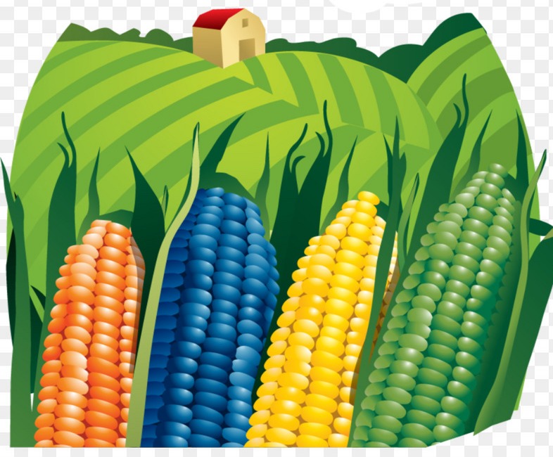 Посадка кукурузы 2020 когда сажать в марте, апреле, мае, июне и июле