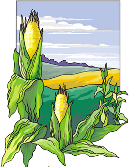 Календарь кукурузы лунный 2018, посев на рассаду
