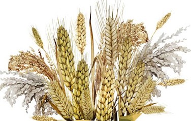 Посадка Пшеницы 2024, посев озимой, марте, апреле, мае, весной, летом, осенью в зиму, календарь