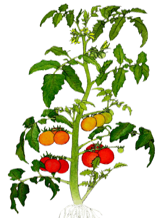Посадка томатов в июне 2020, когда сажать рассаду, лунный календарь