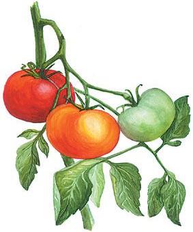 Посадка томатов по лунному календарю помидоров 2018 года