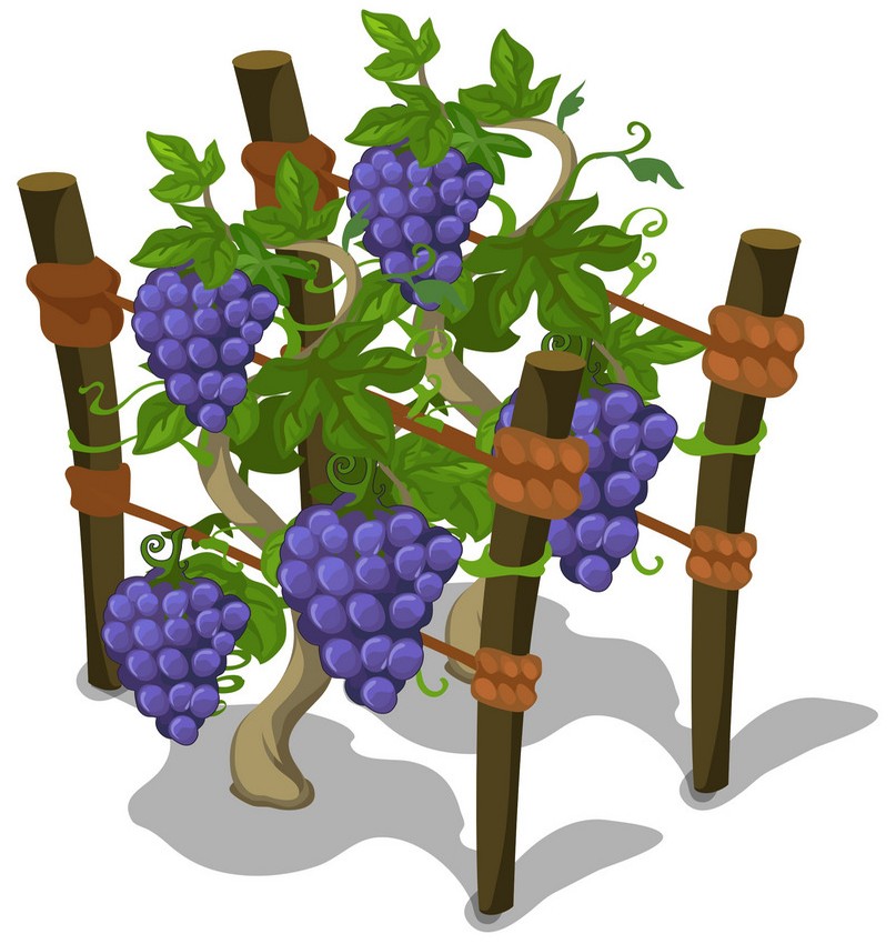 Посадка винограда в траншеи и короба
