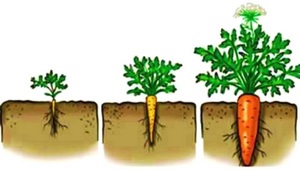 Посев морковь семенами 2024 весной, благоприятные дни посева семян, календарь