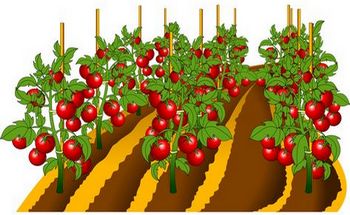 Посев семян томатов 2024 семена помидор на рассаду весной, благоприятные дни сеять