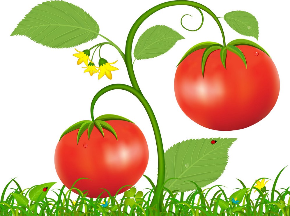 Рассада томатов в июне 2019 посадка рассады, сажать благоприятные дни