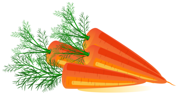 Сажать морковь в теплицу 2019 посадка весной, зимой, осенью, летом