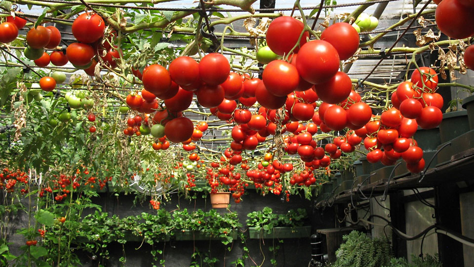 Сажать томаты в теплицу 2019 когда посадка рассады томатов