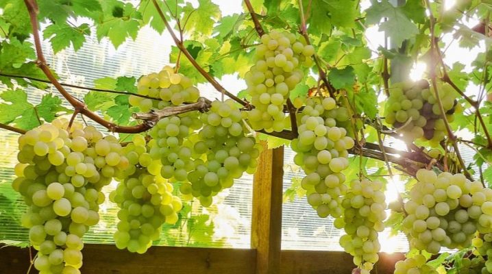 Сажать виноград в теплицу 2019 посадка весной, зимой, осенью, летом