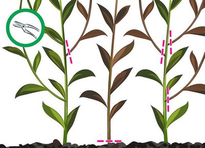Схема-картинка весенней и осенней обрезки лилии 1, 2, 3 летней