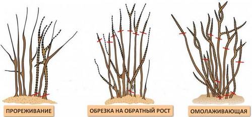 Схема-картинка весенней и осенней обрезки вейгелы 1, 2, 3 летней