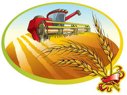 Уборка зерновых в 2023 урожая, когда убирать пшеницу, рожь, ячмень, овес, календарь лунный