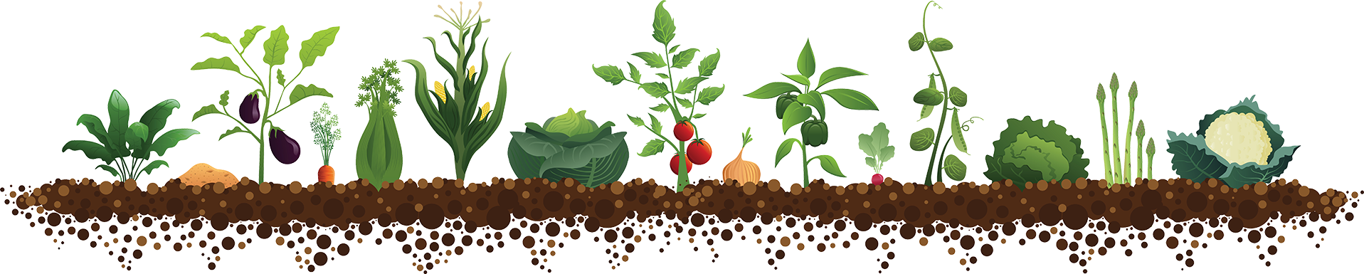 Высаживание томатов 2019 когда высаживать